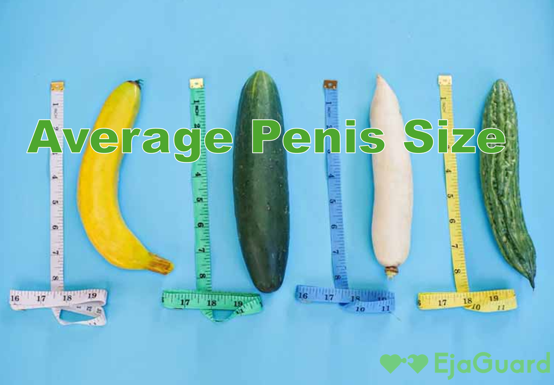 Average Penis Size