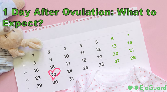 1 Day After Ovulation: What to Expect?