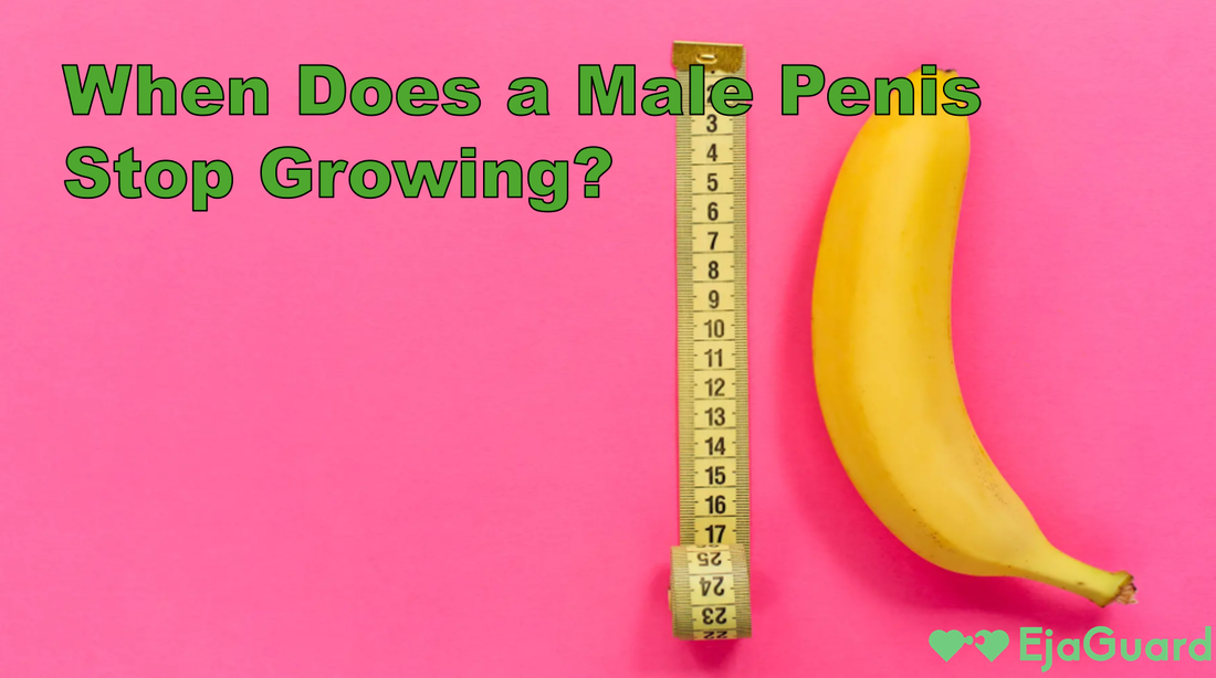 When Does a Male Penis Stop Growing?