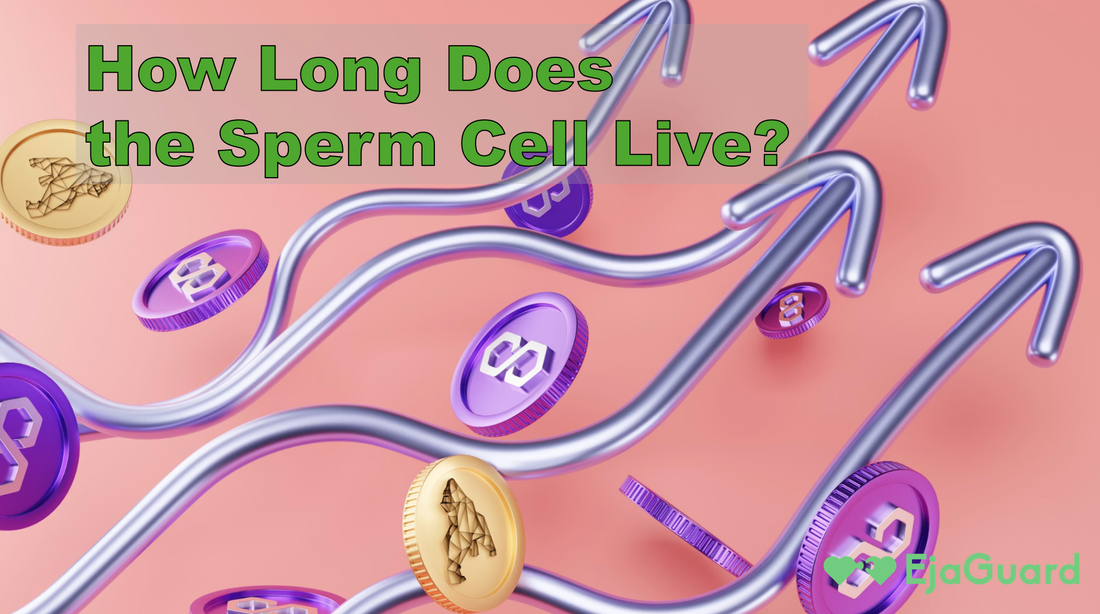 How Long Does the Sperm Cell Live? Lifespan Inside & Outside the Body Explained