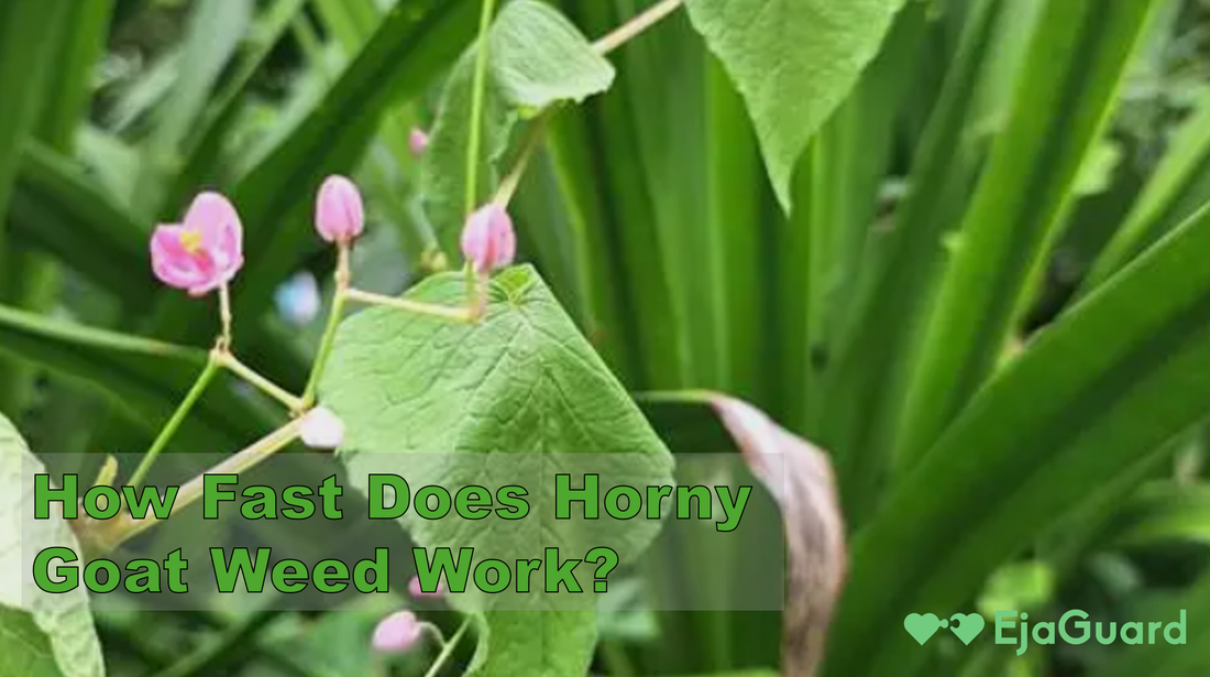 How Fast Does Horny Goat Weed Work?