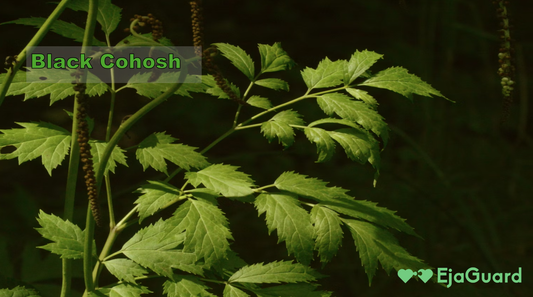 Black Cohosh: Benefits, Uses, Side Effects, and How It Works for Menopause Relief