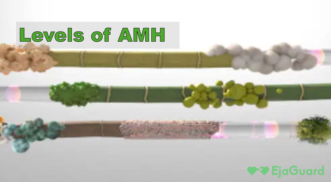 Levels of AMH: Normal, Low, and High AMH Levels Explained